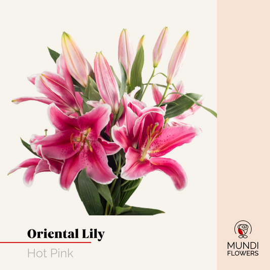 Oriental Lilie