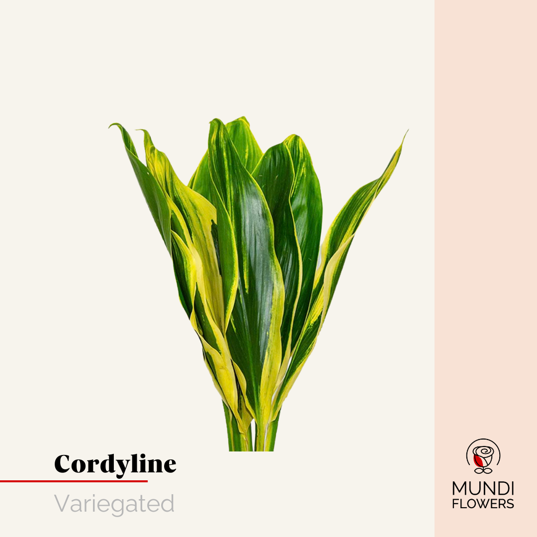 Cordellini Medium
