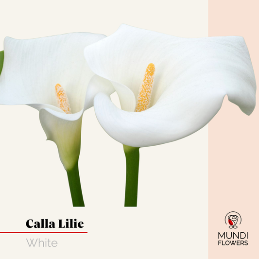 Calla Lilie
