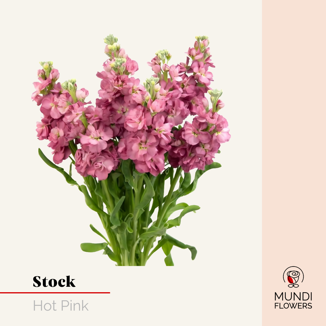 Stock