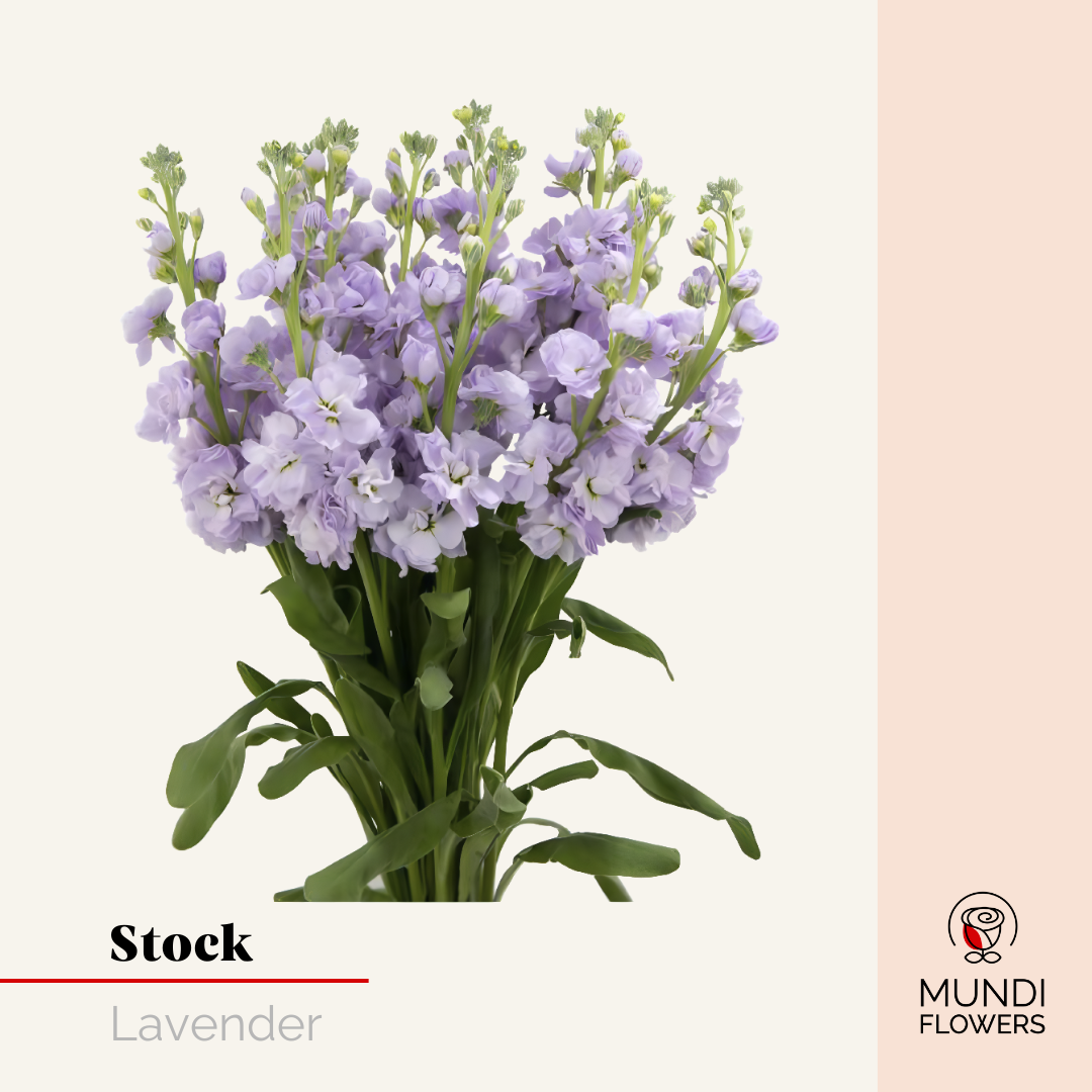 Stock