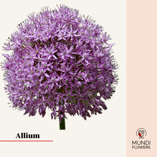 Allium