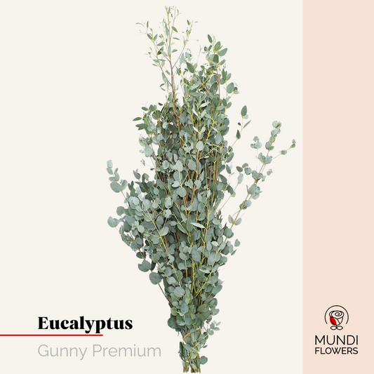 Eucalyptus Gunny Premium