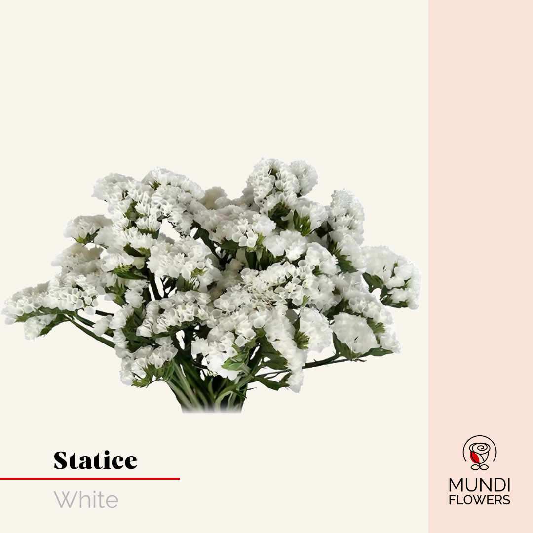 Statice