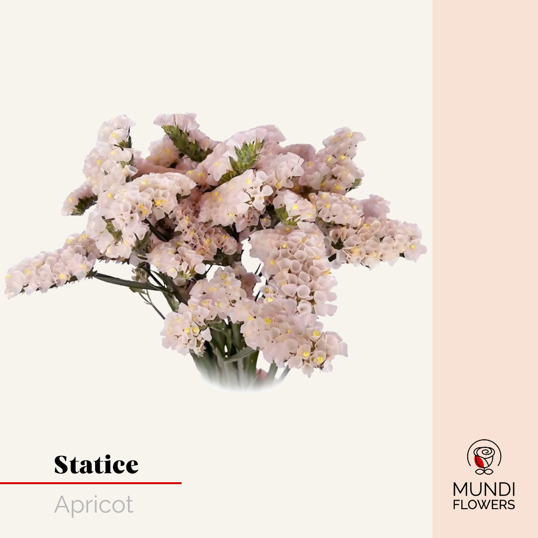 Statice
