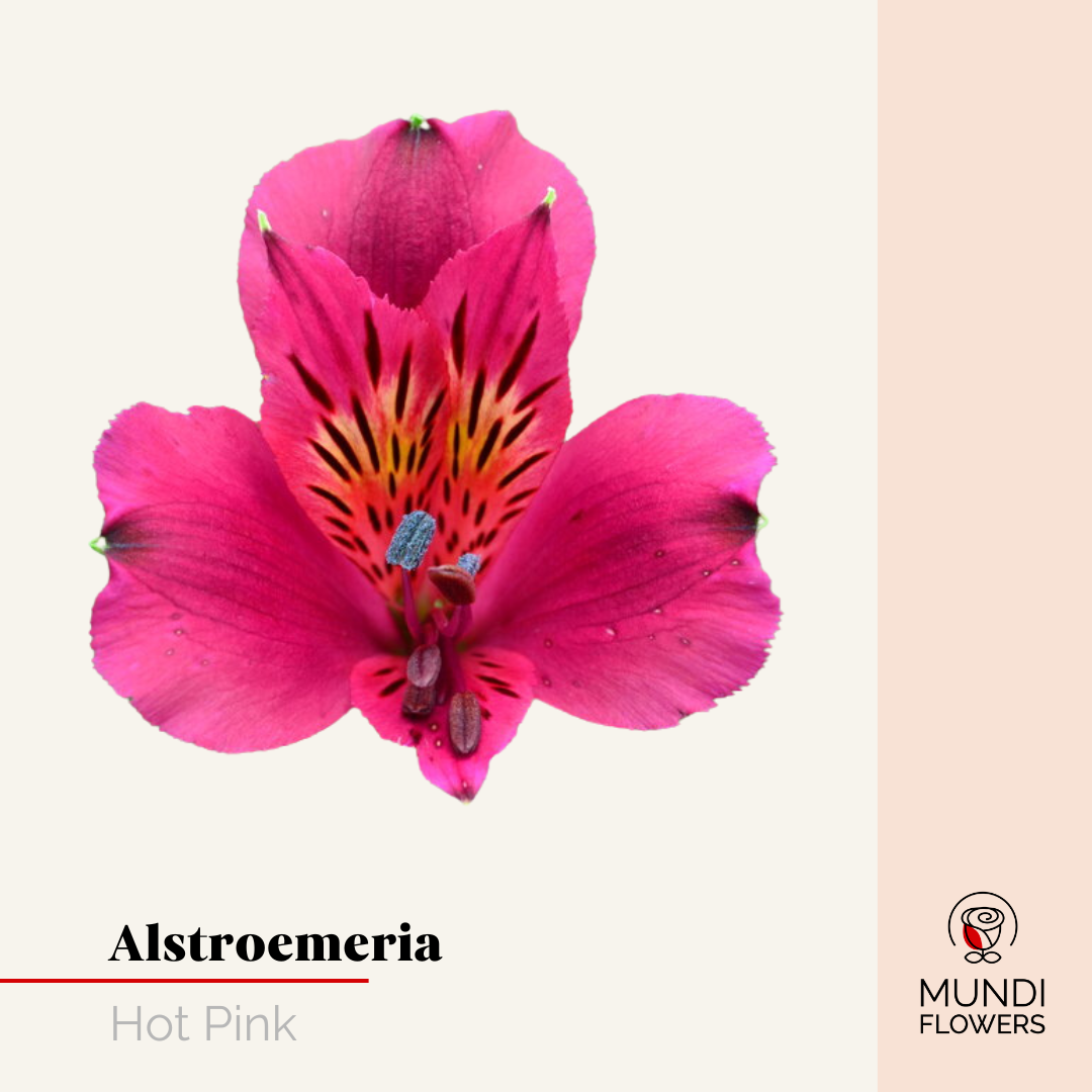 Alstroemeria Select