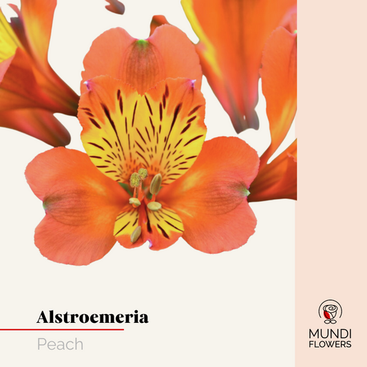 Alstroemeria Fashionista