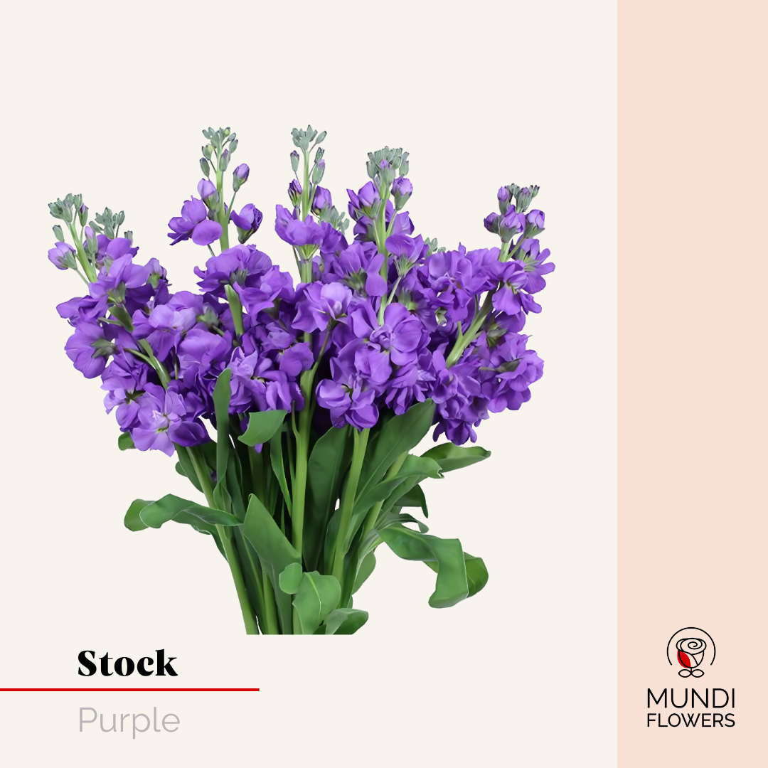 Stock