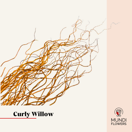 Curly Willow