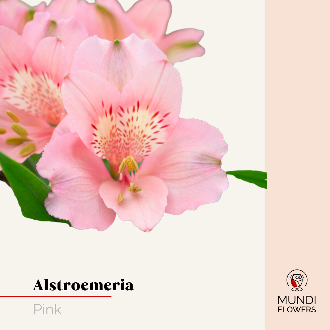 Alstroemeria Select