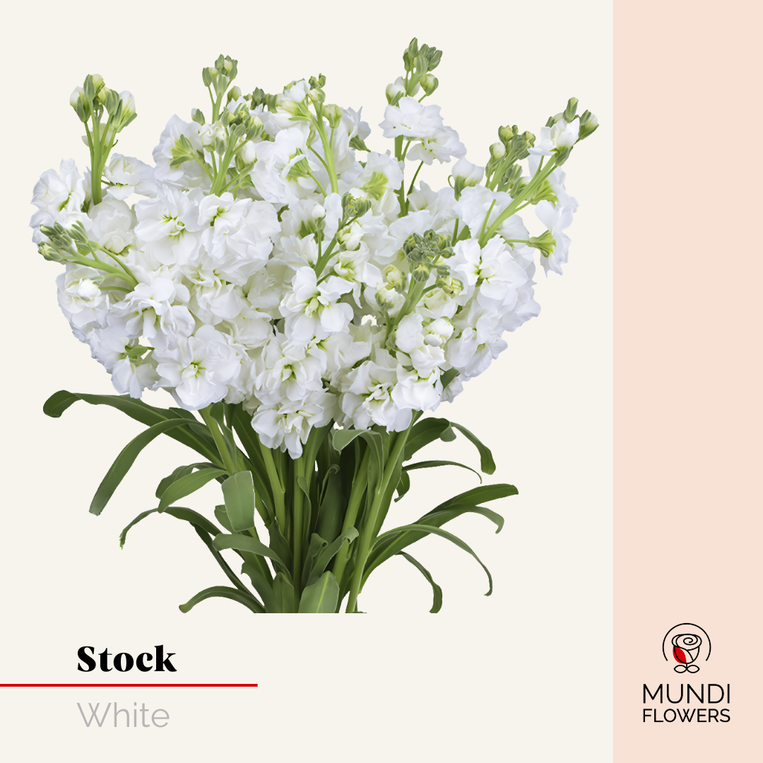 Stock
