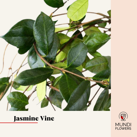 Jasmine Vine