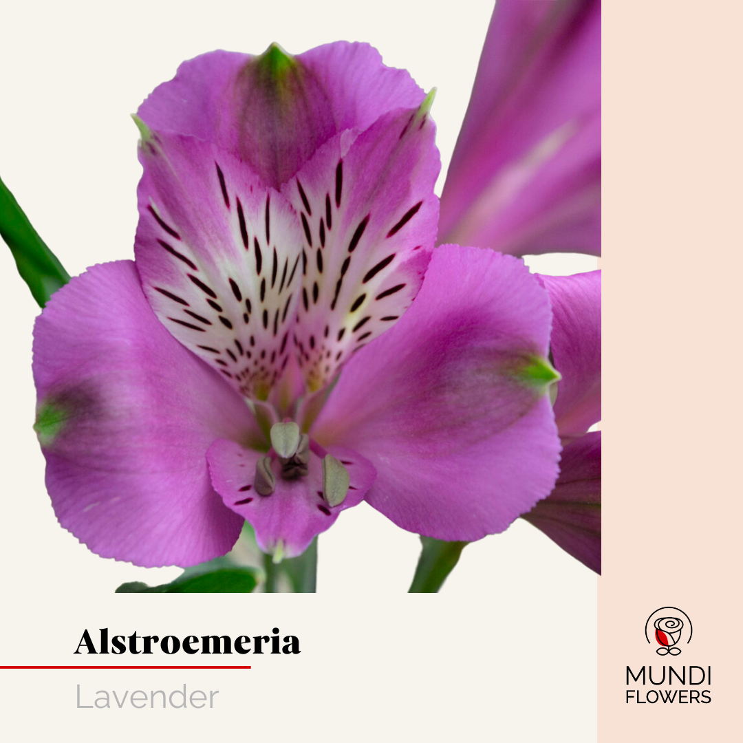 Alstroemeria Select