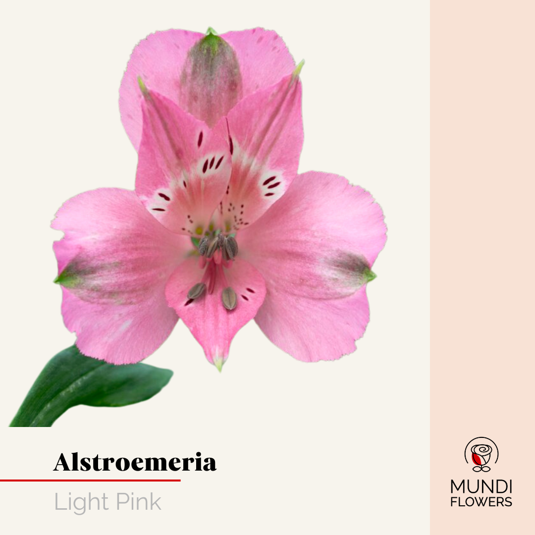 Alstroemeria Select