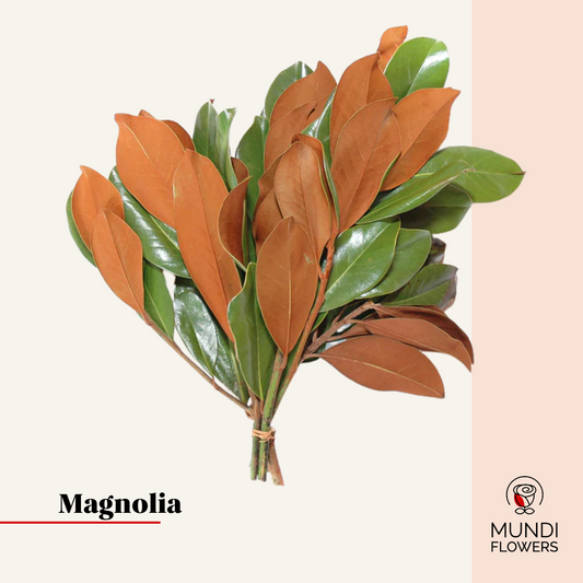 Magnolia