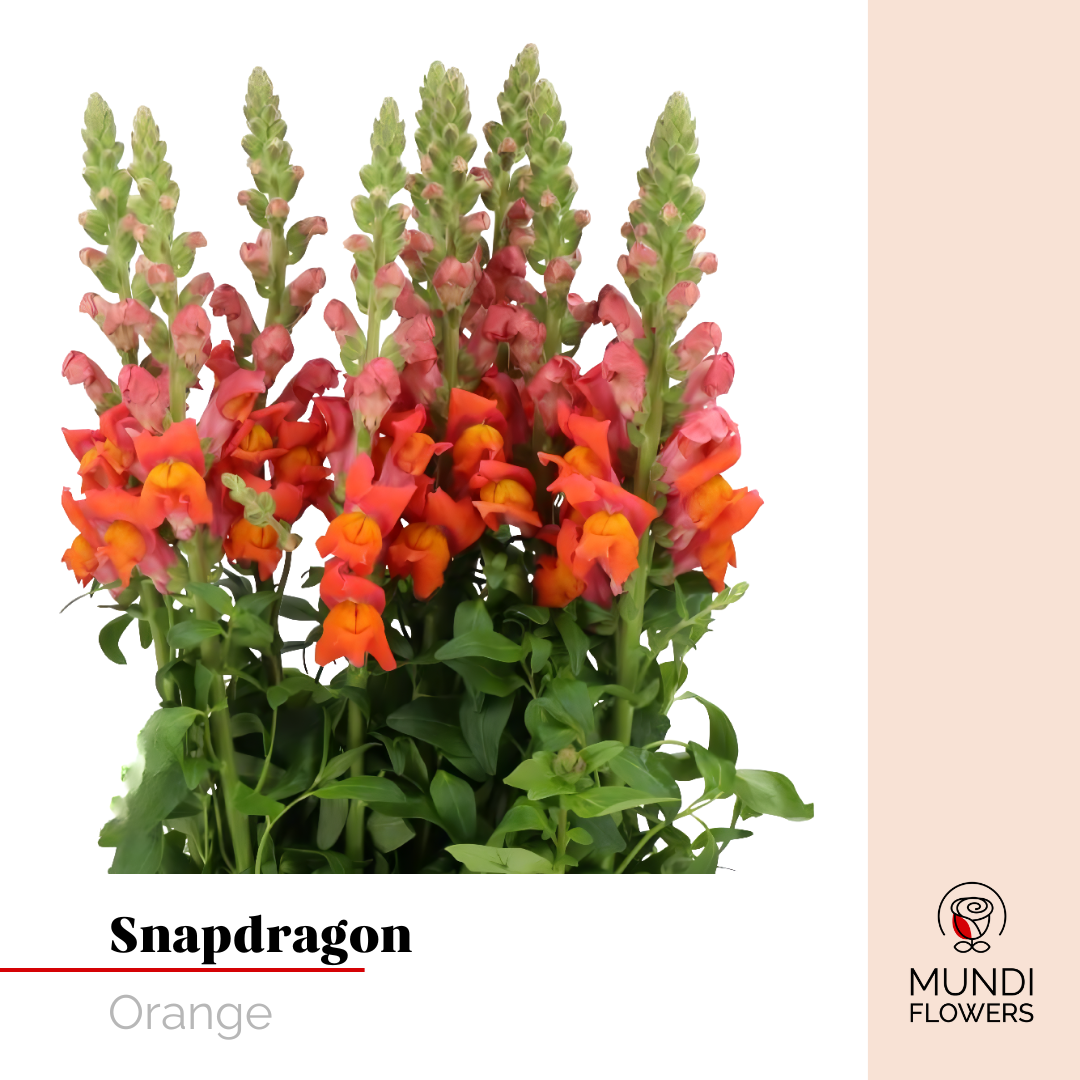 Snapdragon