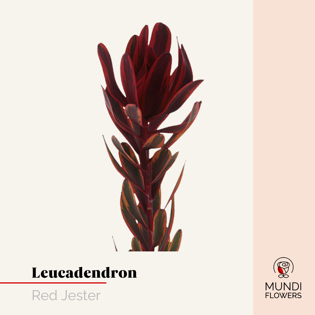 Leucadendro