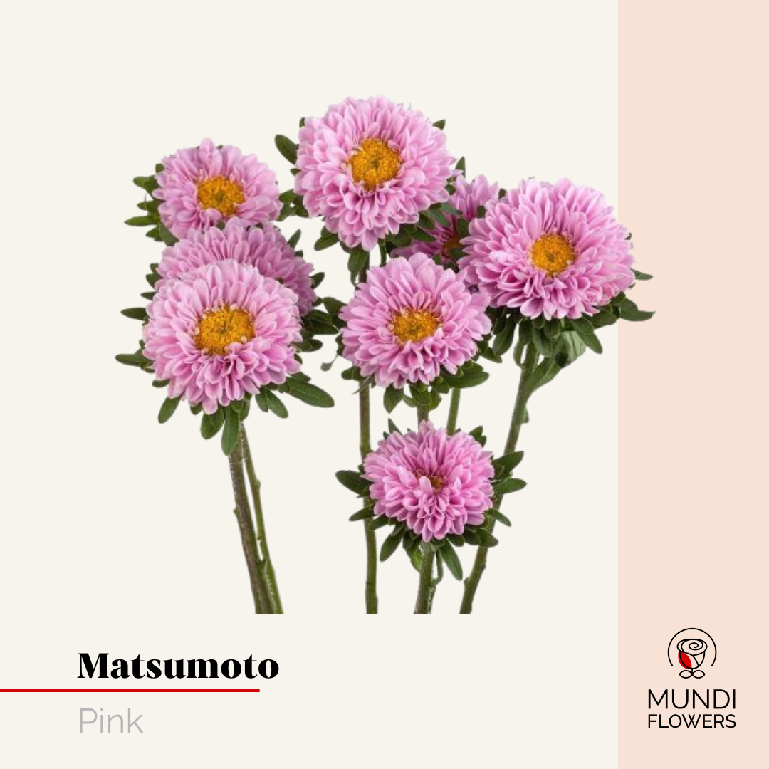Matsumoto