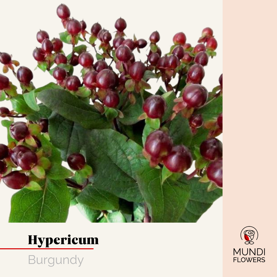 Hypericum