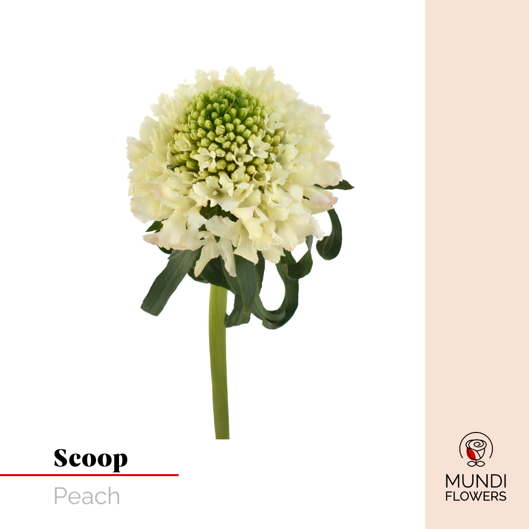 Scoops