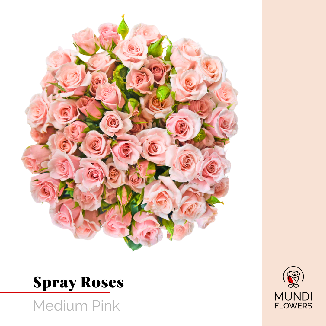 Spray Roses