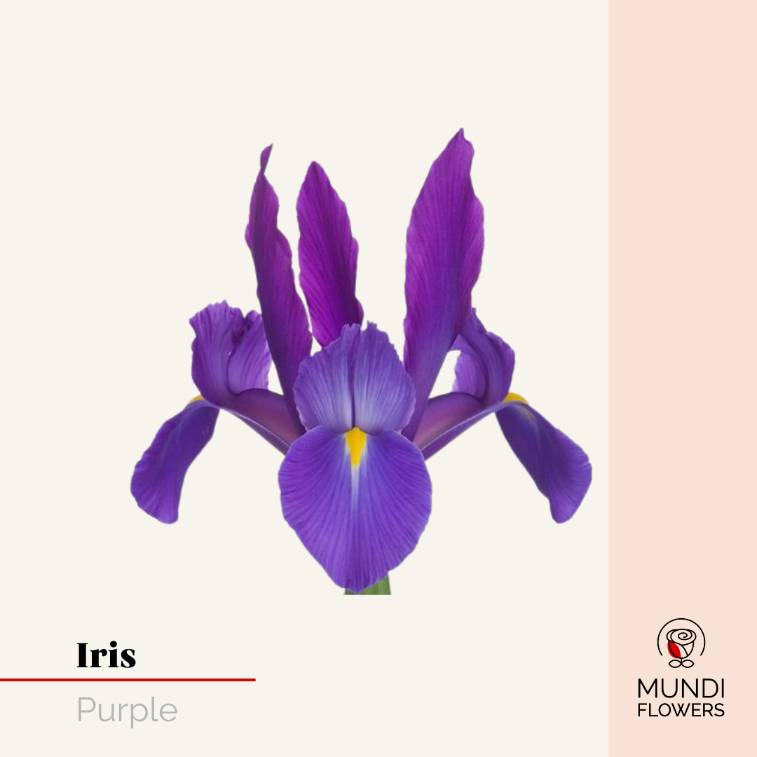 Iris