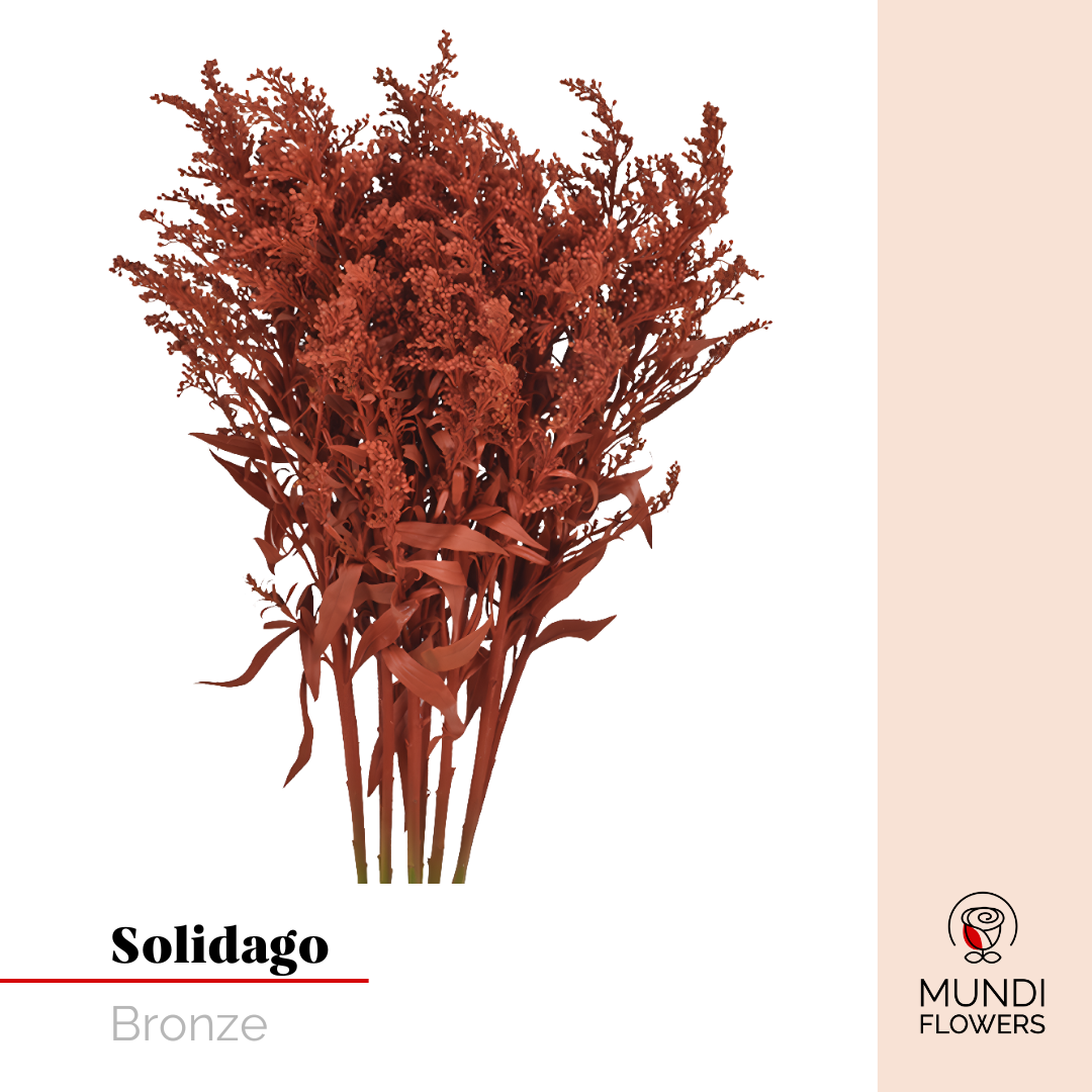 Solidago
