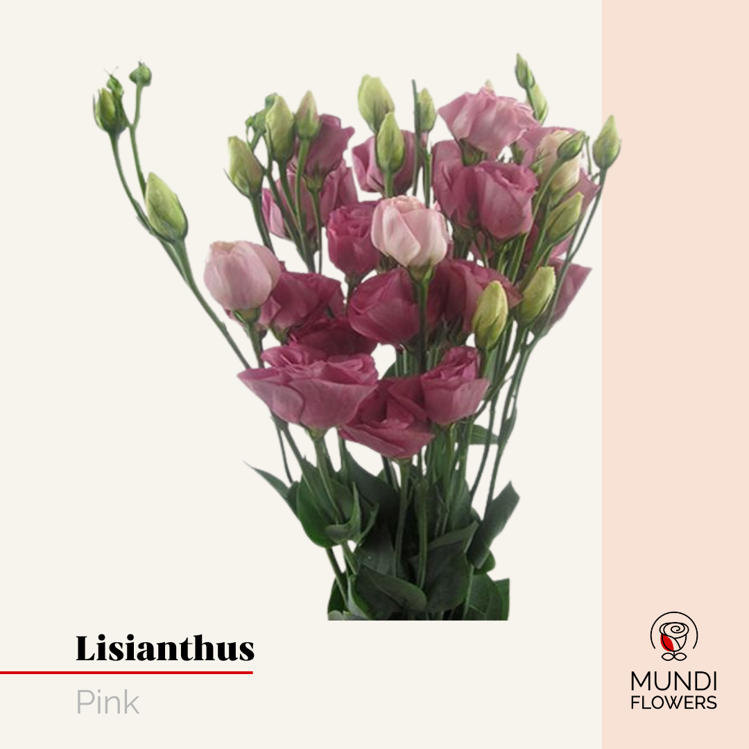 Lisianthus