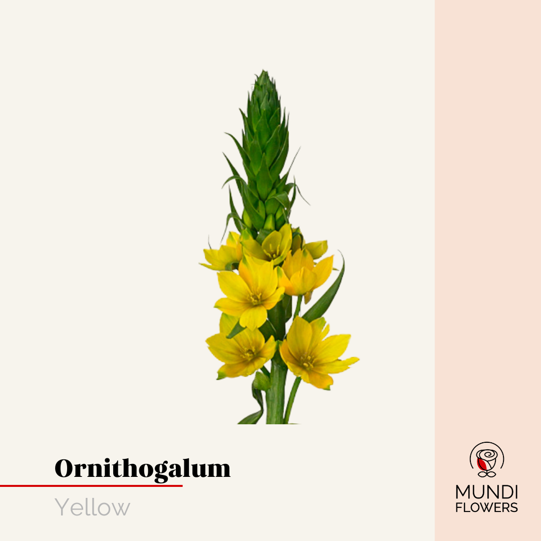 Ornithogalum