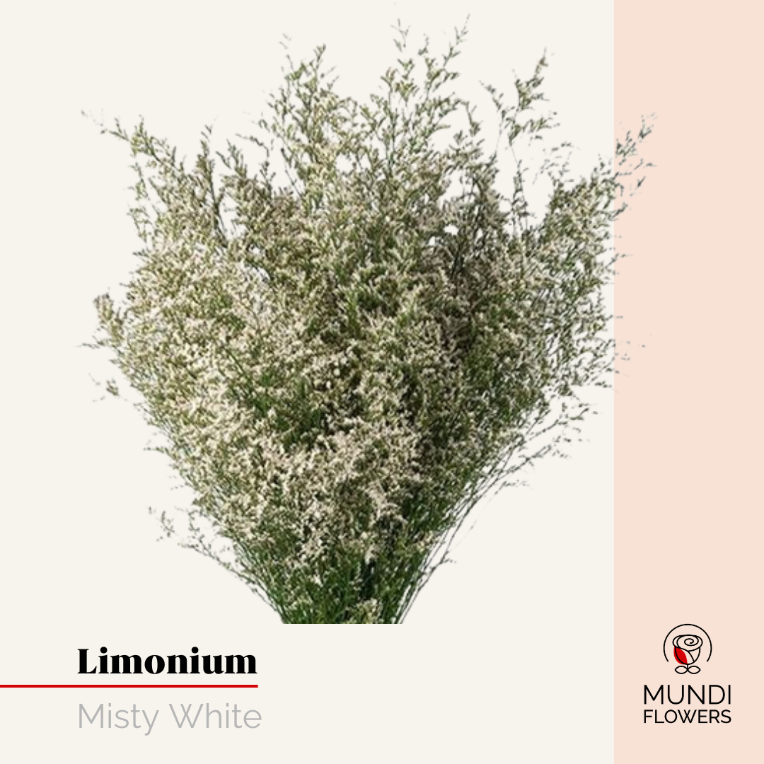 Limonium