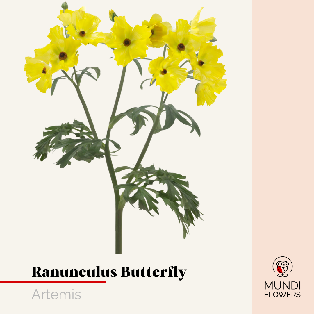 Ranunculus Butterfly