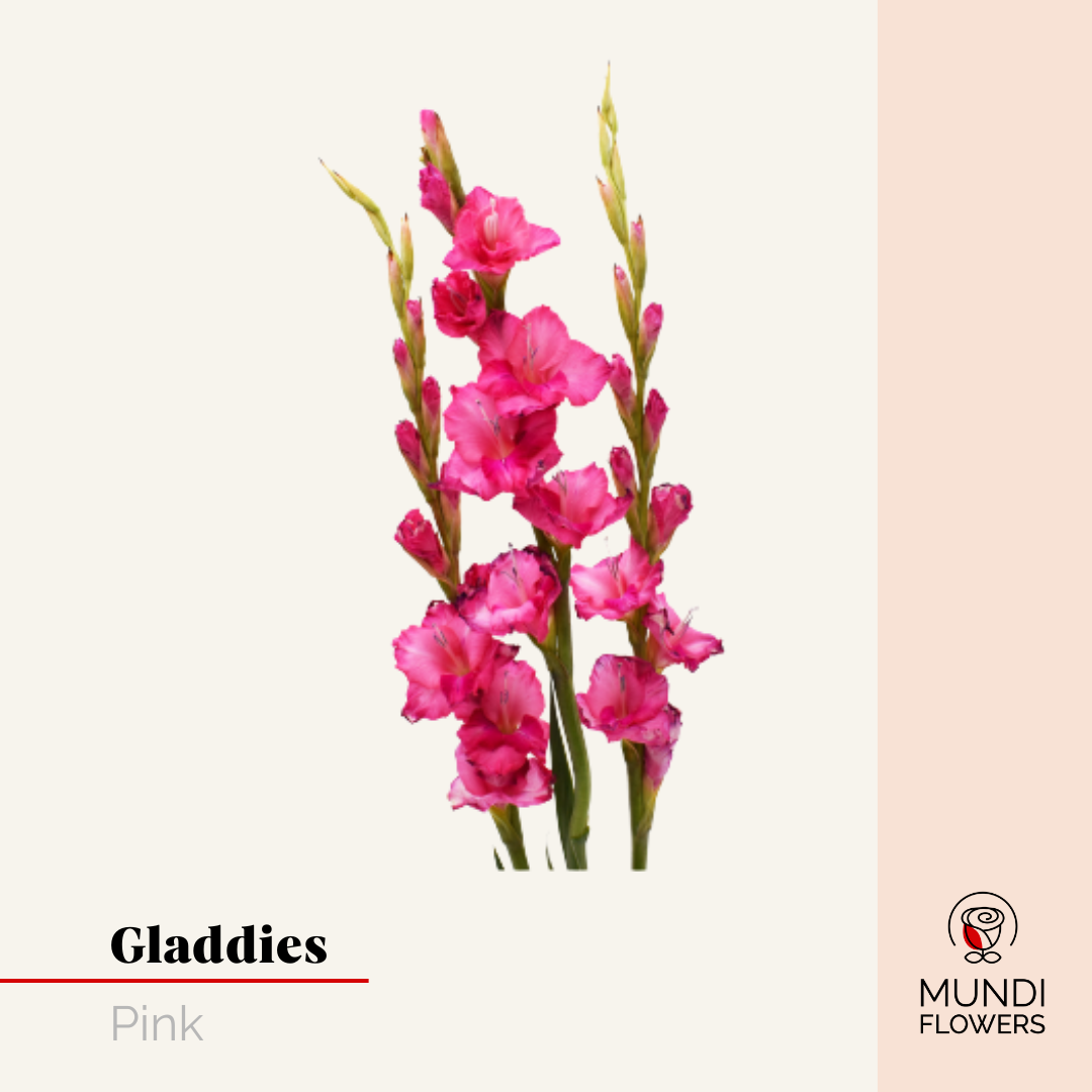Gladiola