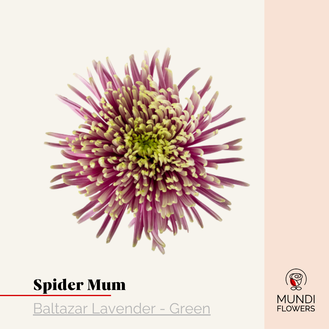 Spider Mum