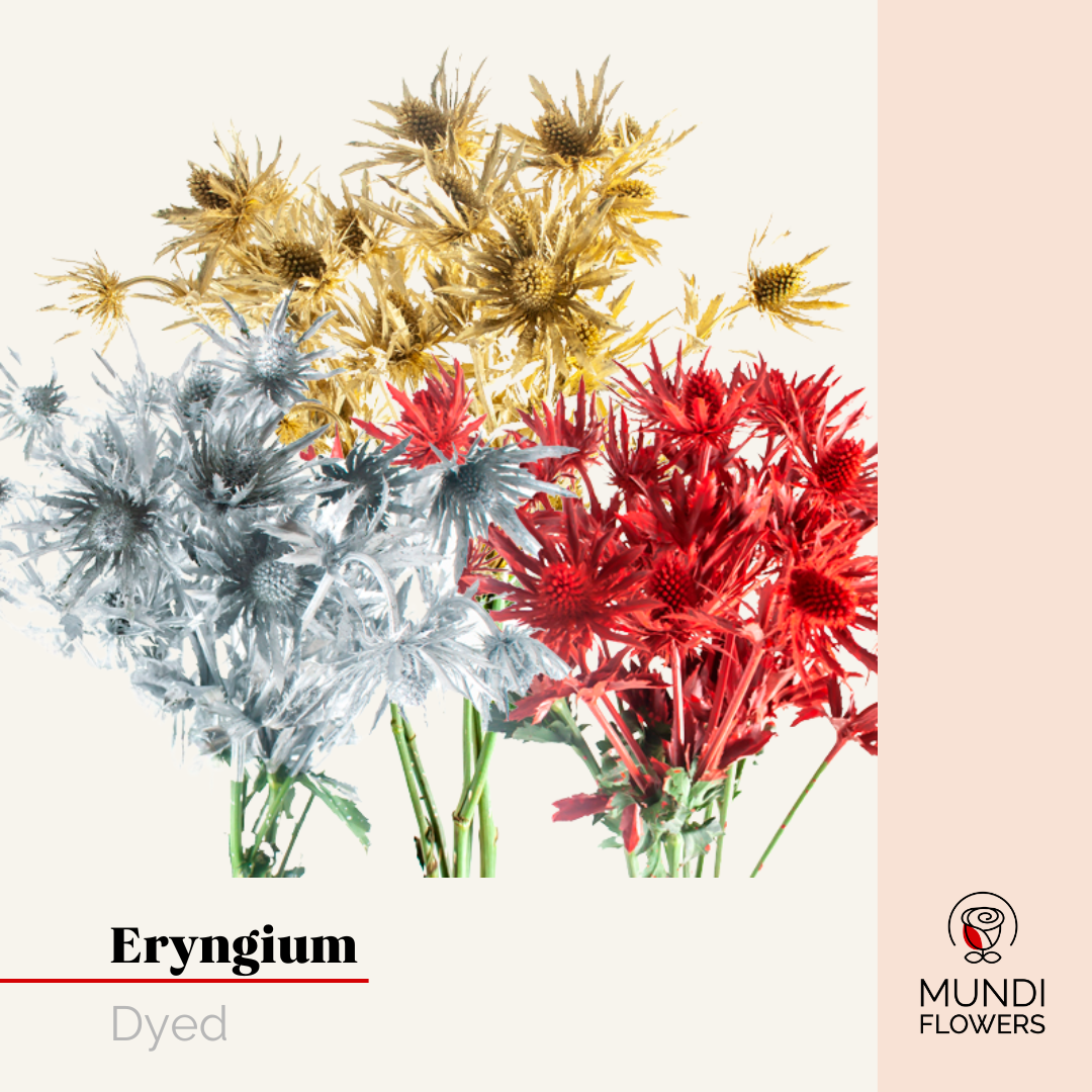 Eryngium