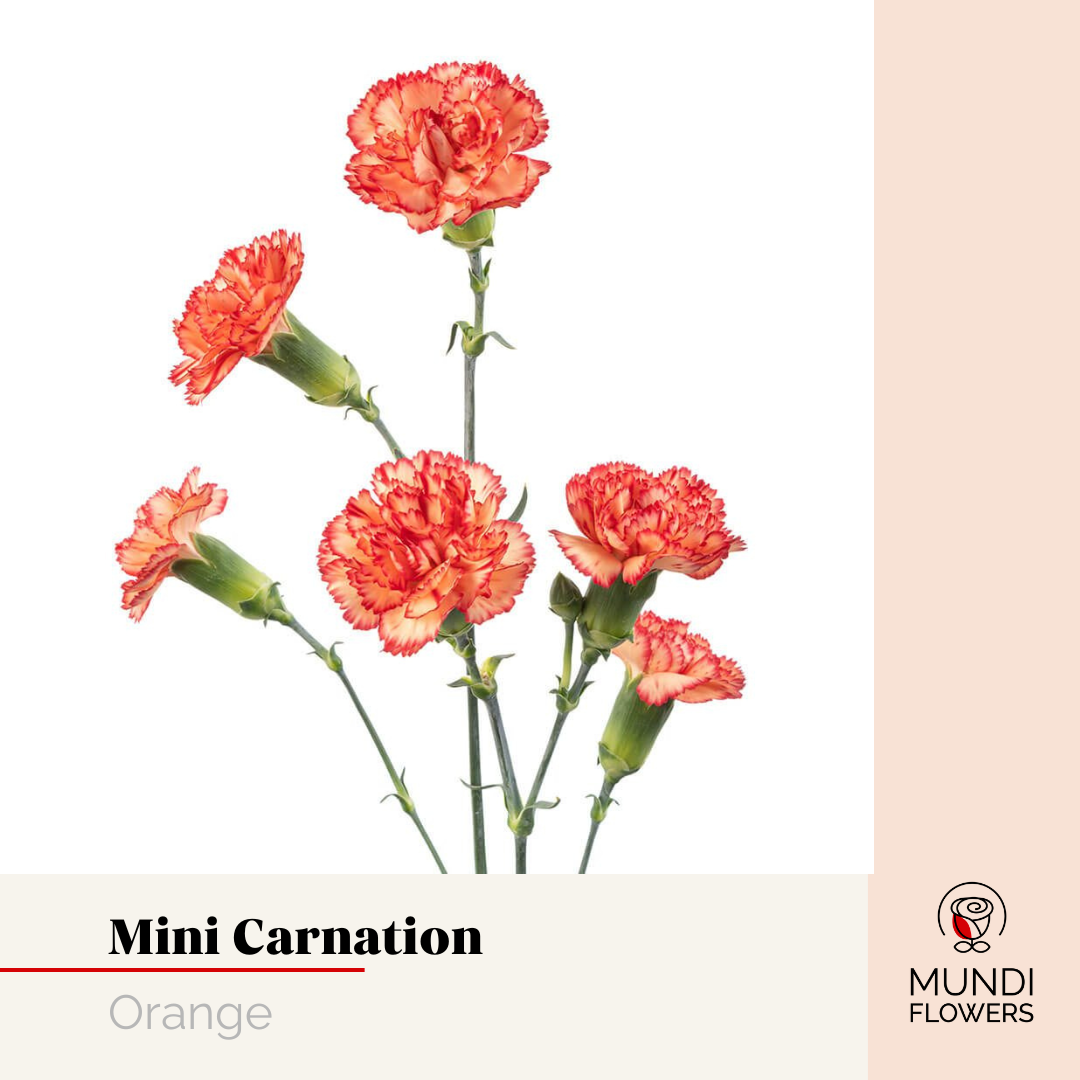 Minicarnations