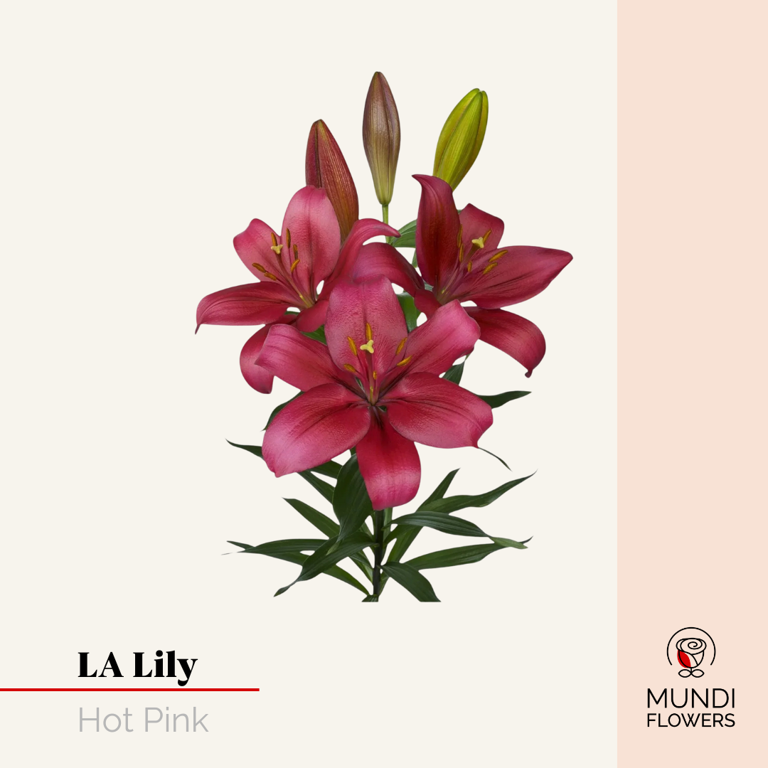LA-Lilie