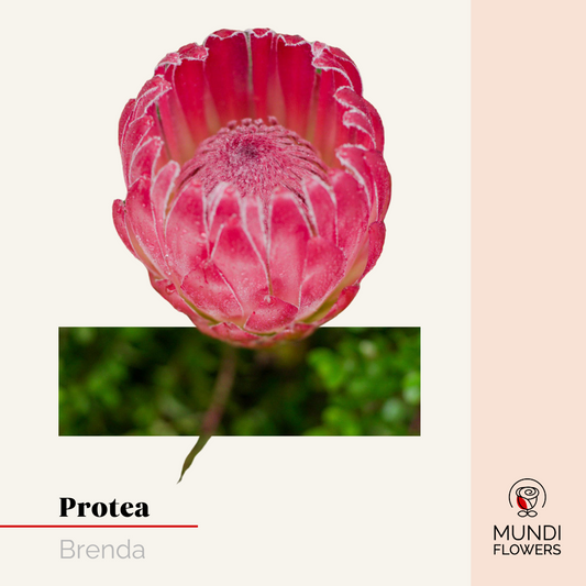 Protea