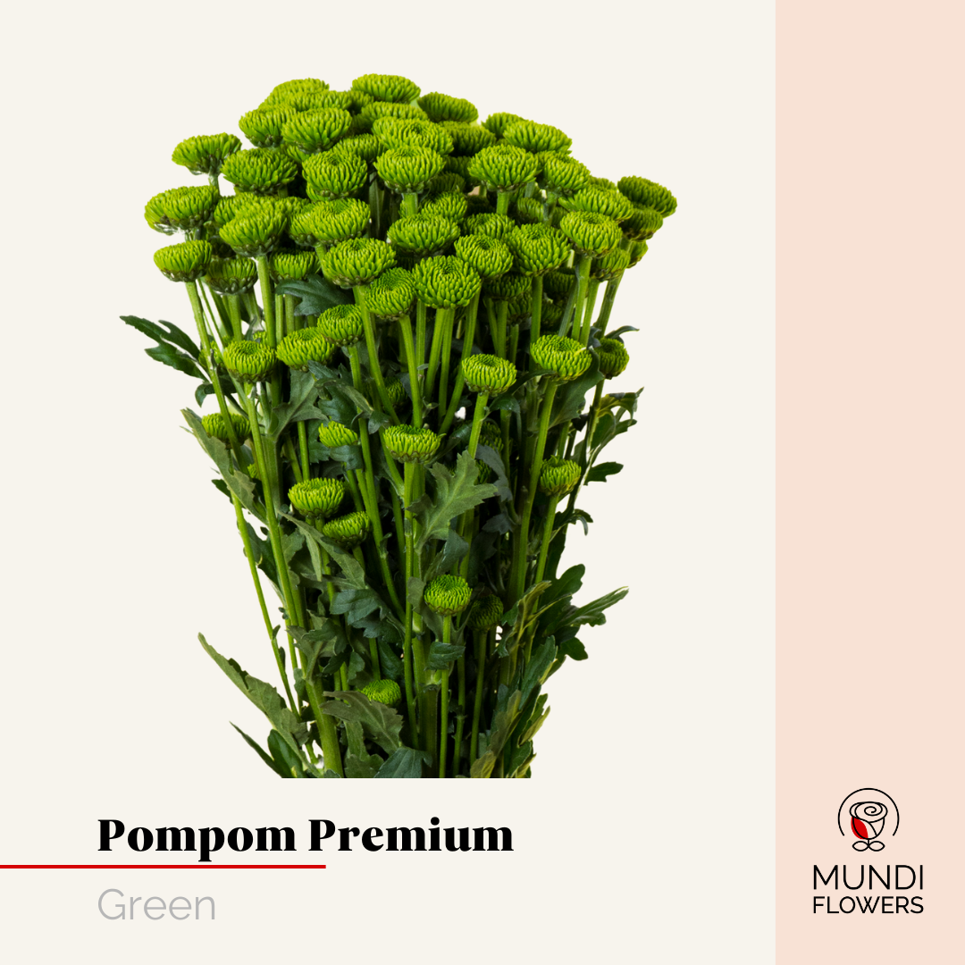 Pompom Premium