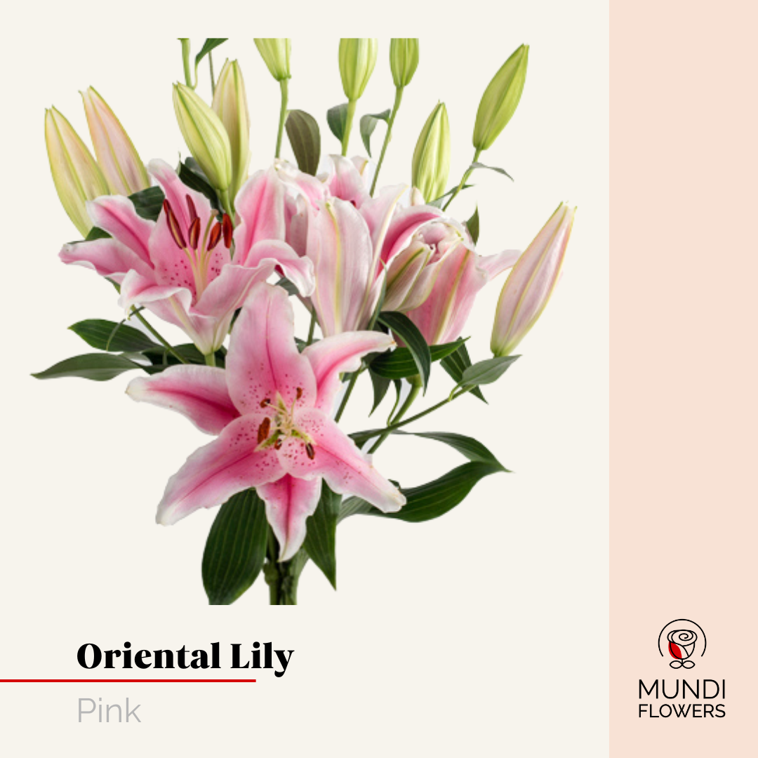 Oriental Lilie
