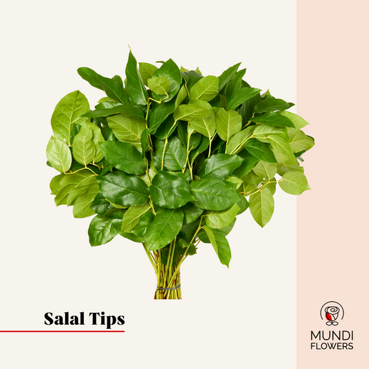 Salal Tips Std