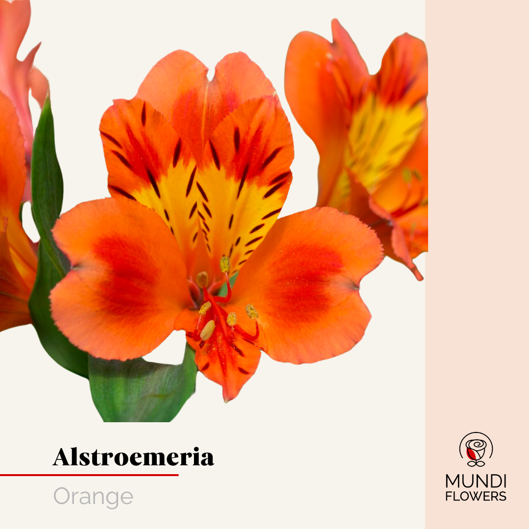 Alstroemeria Select