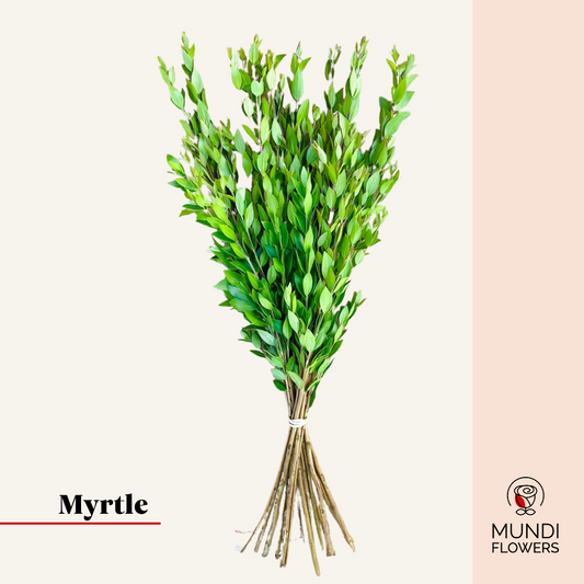 Myrtle