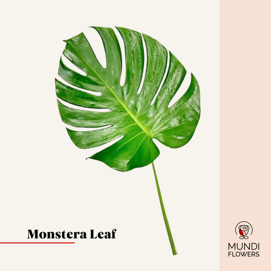Monstera Leaf