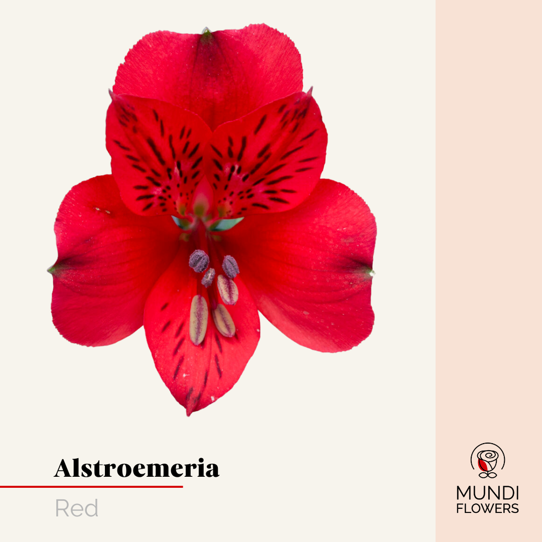 Alstroemeria Select