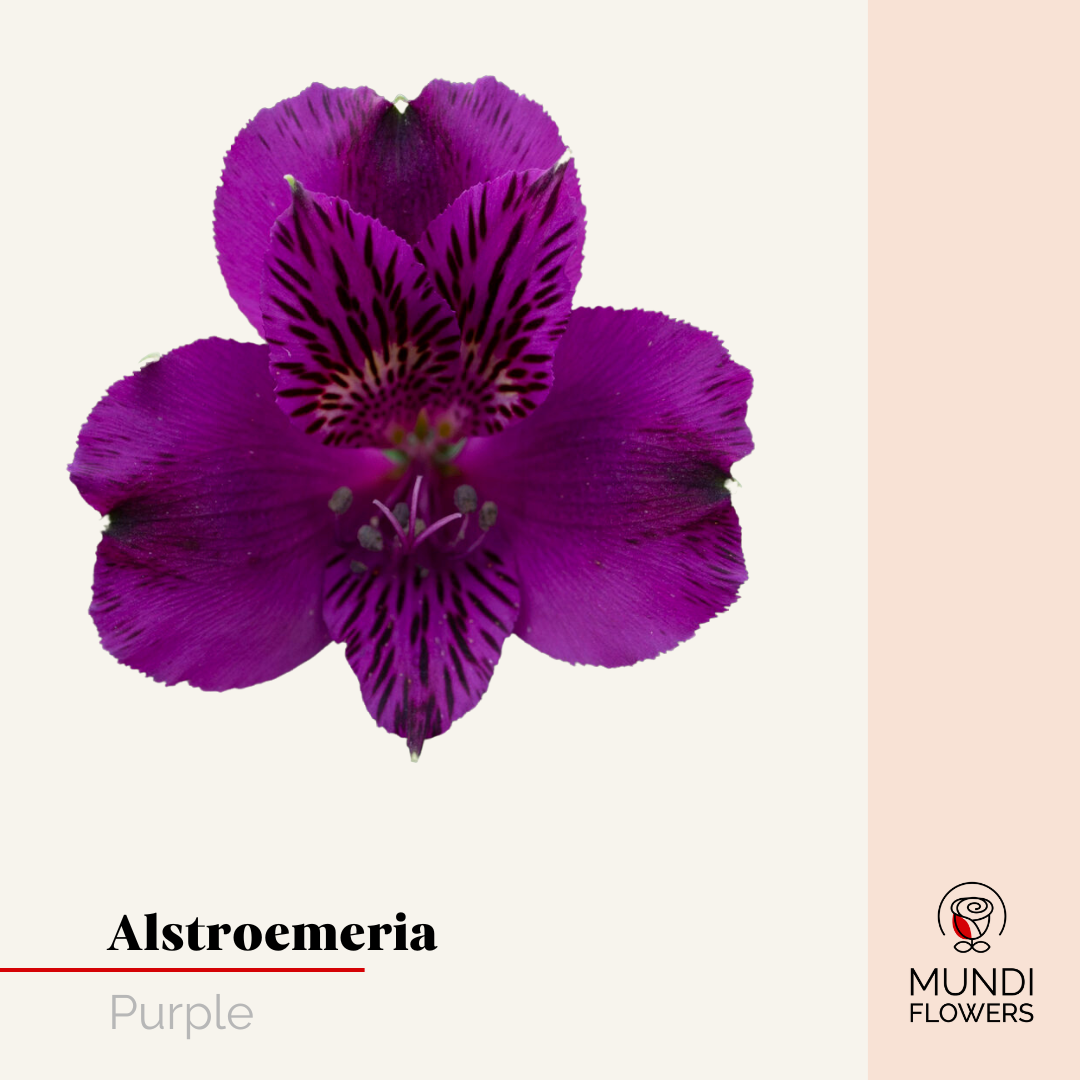 Alstroemeria Select