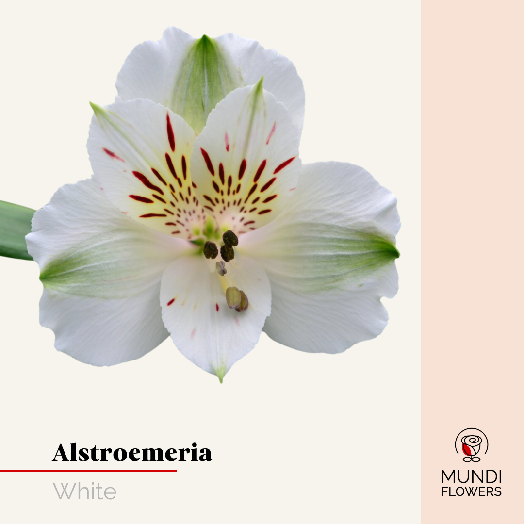 Alstroemeria Select