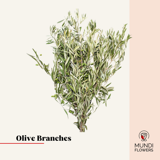 Olive Branches