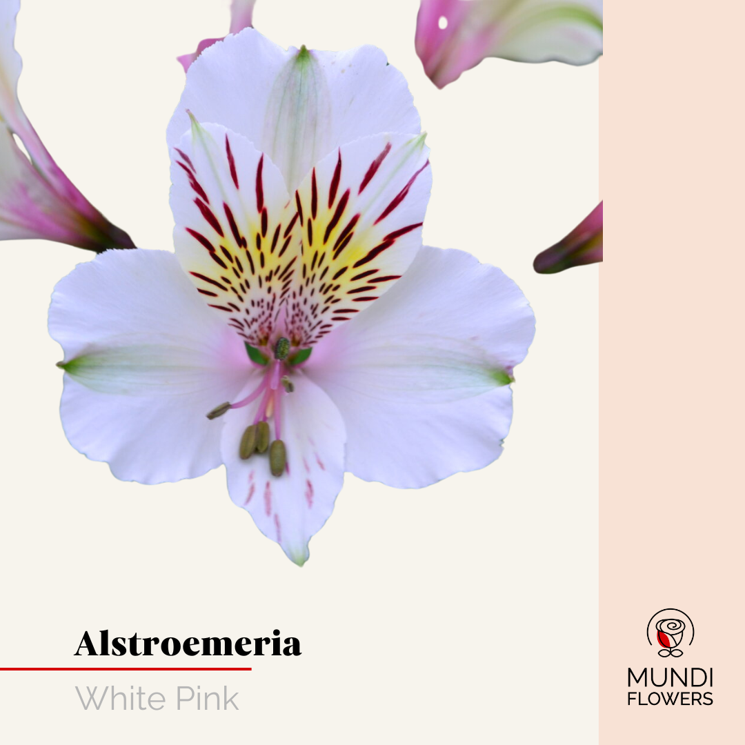 Alstroemeria Select