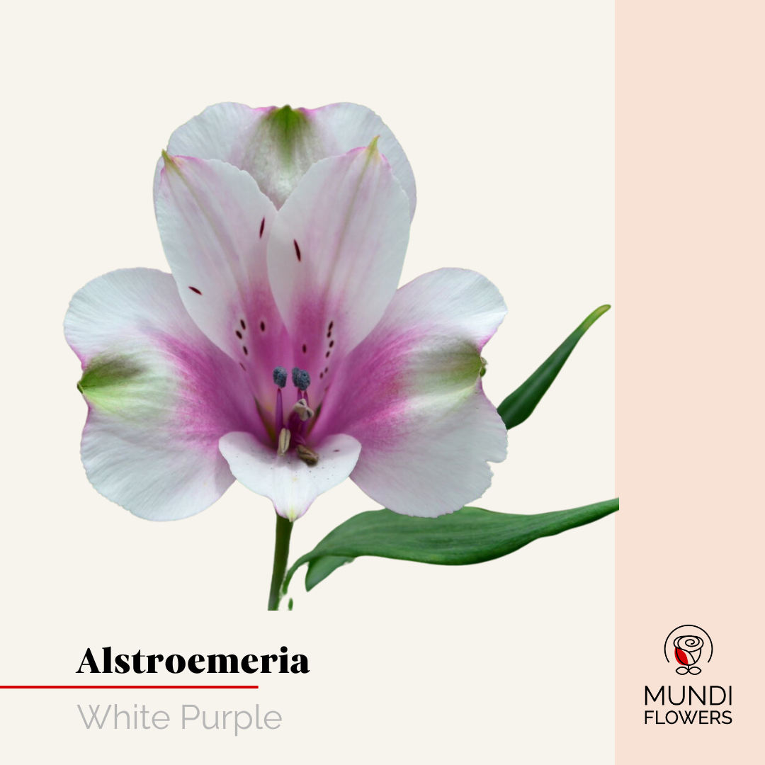 Alstroemeria Select