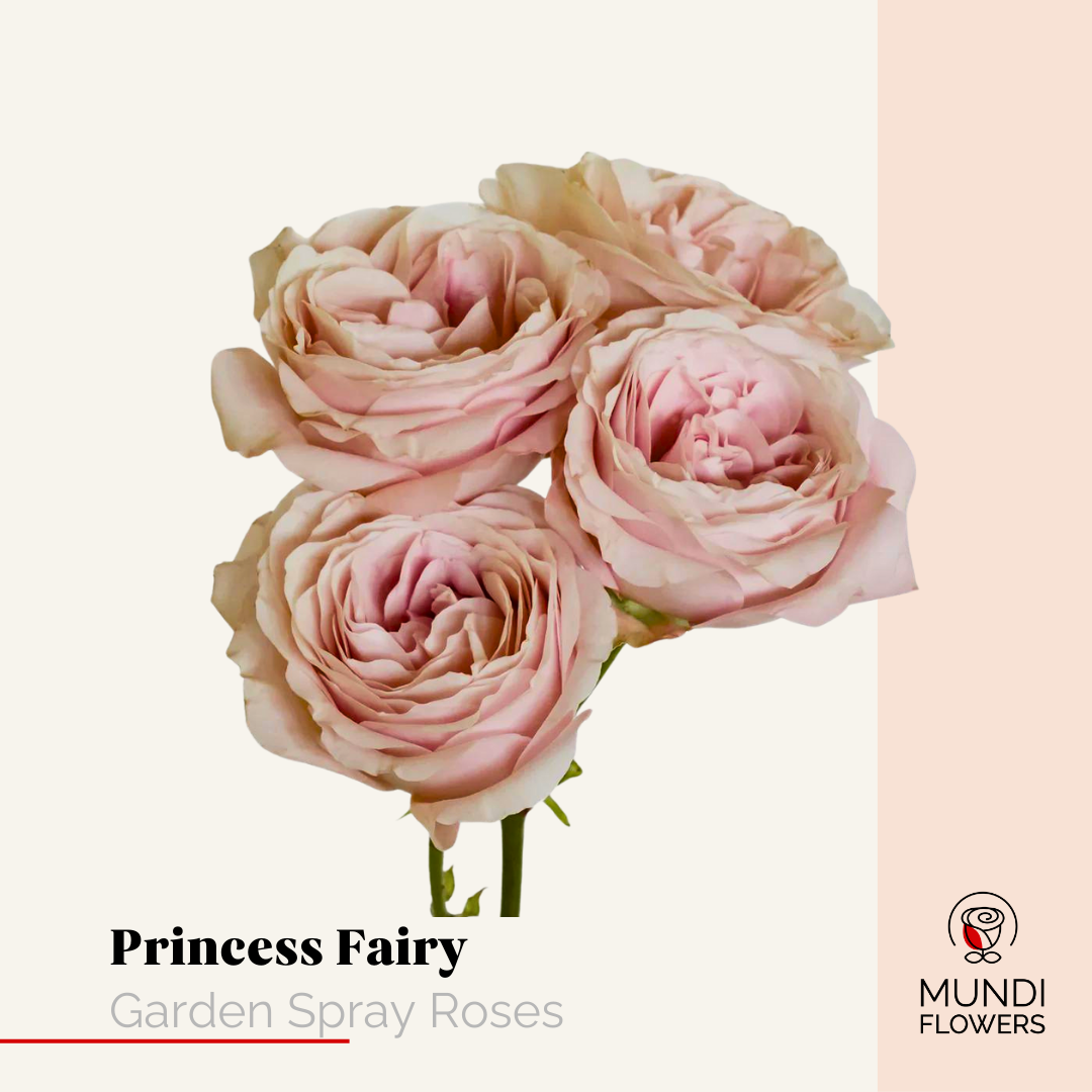 Garden Spray Roses